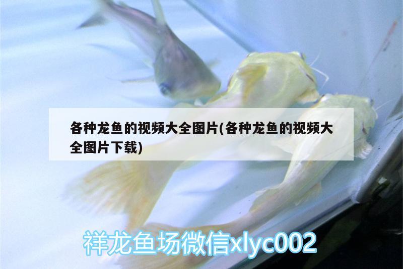 銀龍魚喂什么食：銀龍魚喂什么食最好 銀龍魚 第2張