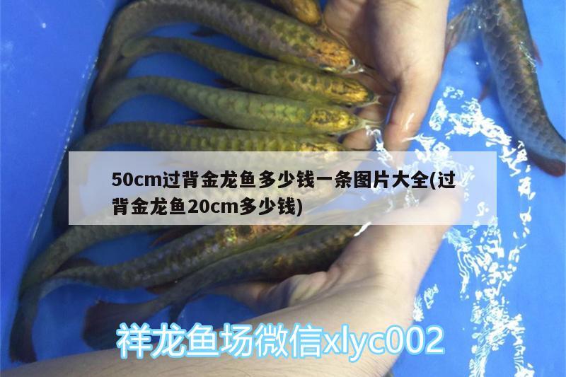 金龍魚150克掛面價(jià)錢是多少(金龍魚雞蛋掛面多少錢) 觀賞魚魚苗 第4張