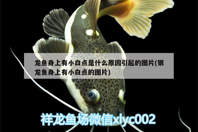 龍魚身上有小白點(diǎn)是什么原因引起的圖片(銀龍魚身上有小白點(diǎn)的圖片)