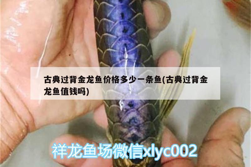 古典過背金龍魚價(jià)格多少一條魚(古典過背金龍魚值錢嗎)