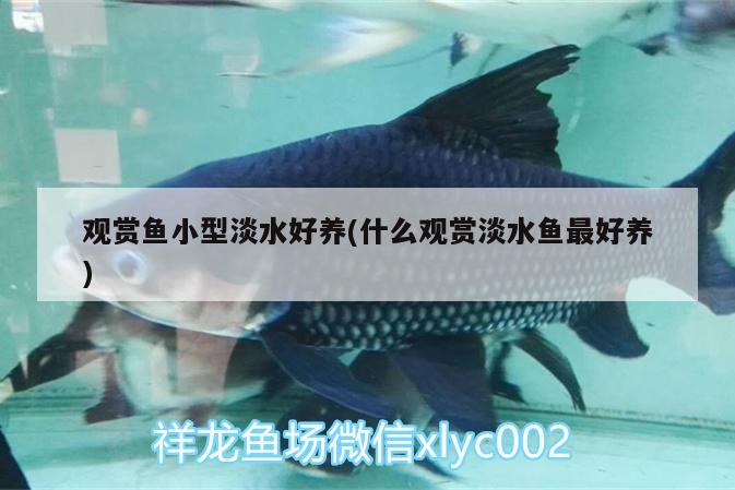 觀賞魚小型淡水好養(yǎng)(什么觀賞淡水魚最好養(yǎng))