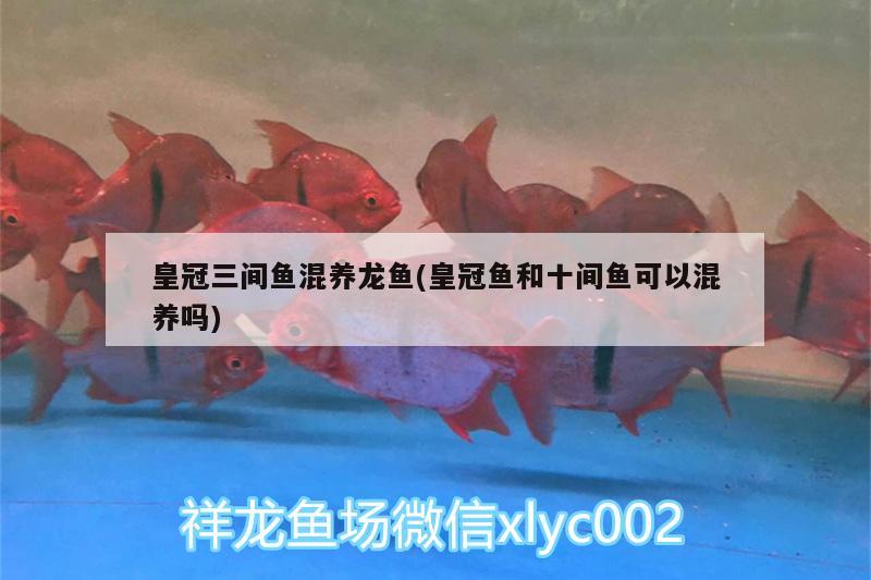 皇冠三間魚混養(yǎng)龍魚(皇冠魚和十間魚可以混養(yǎng)嗎) 紅尾平克魚