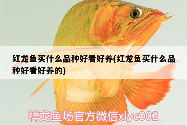 紅龍魚有多少個品種圖片欣賞（紅龍魚等級排行）