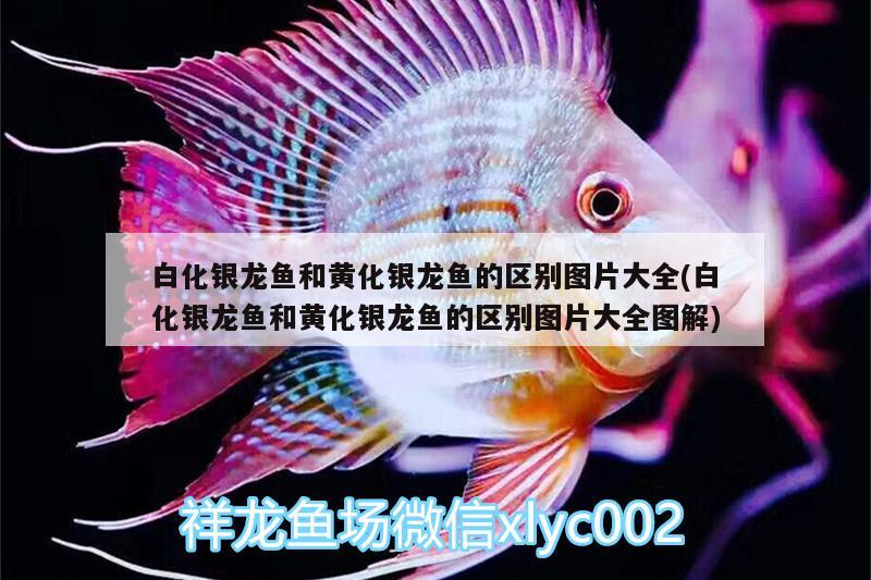 白化銀龍魚和黃化銀龍魚的區(qū)別圖片大全(白化銀龍魚和黃化銀龍魚的區(qū)別圖片大全圖解)