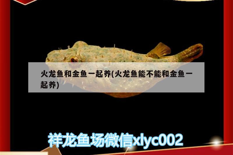 火龍魚和金魚一起養(yǎng)(火龍魚能不能和金魚一起養(yǎng))