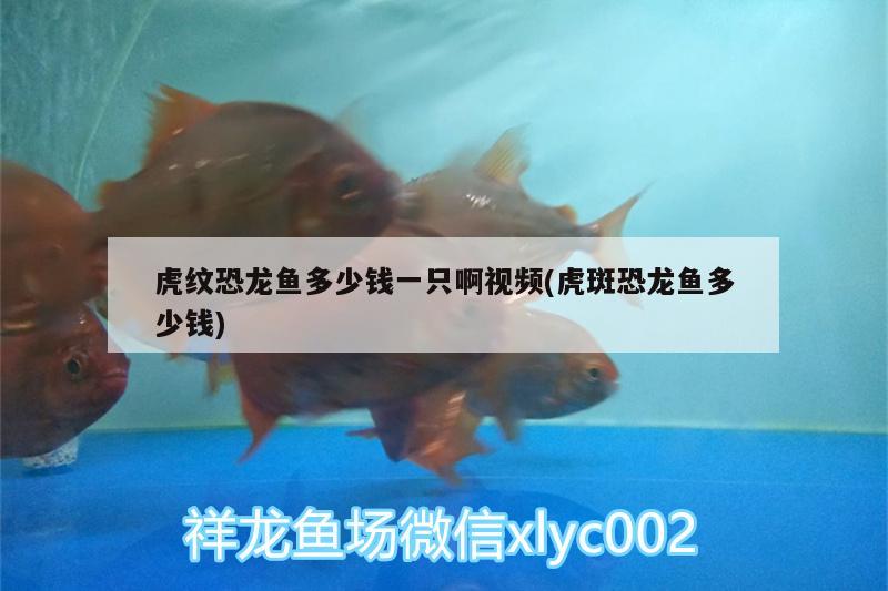 虎紋恐龍魚多少錢一只啊視頻(虎斑恐龍魚多少錢) 虎斑恐龍魚