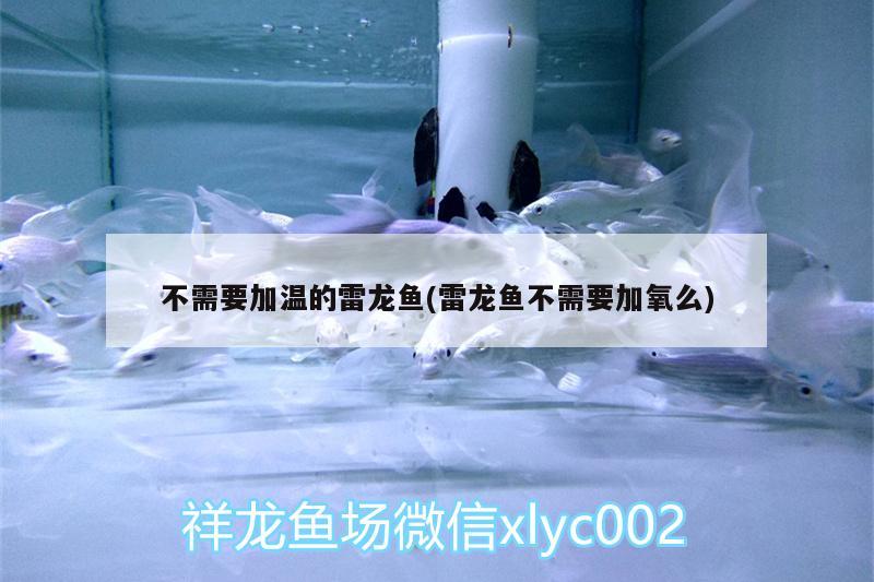 不需要加溫的雷龍魚(雷龍魚不需要加氧么)