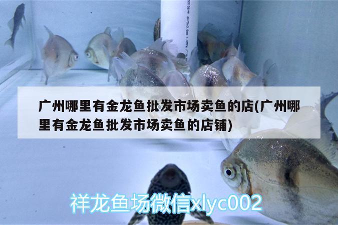 廣州哪里有金龍魚批發(fā)市場賣魚的店(廣州哪里有金龍魚批發(fā)市場賣魚的店鋪) 龍魚批發(fā)