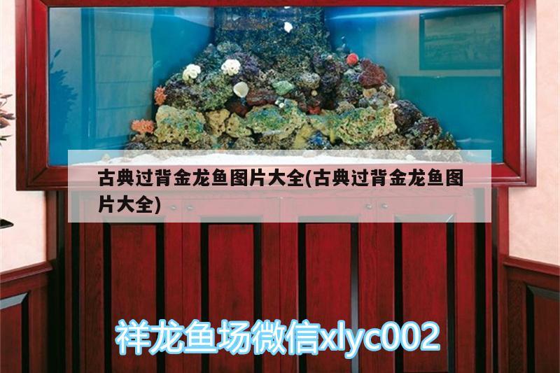 古典過背金龍魚圖片大全(古典過背金龍魚圖片大全) 古典過背金龍魚