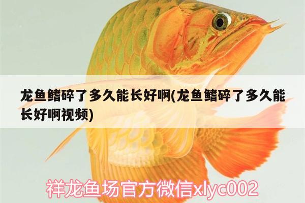 粗線銀板咬龍魚(yú)嗎(銀龍魚(yú)拉線是怎么回事)