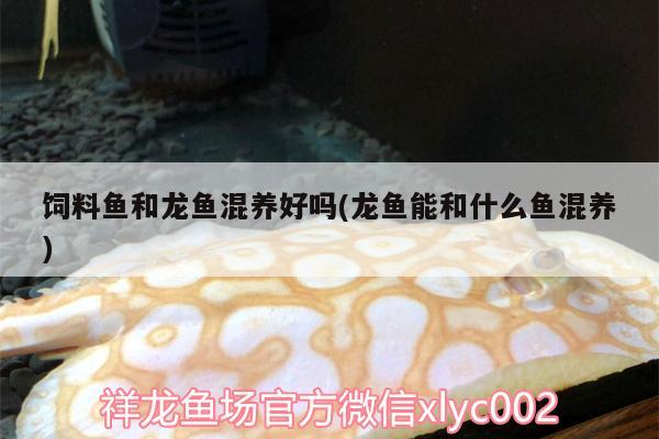 飼料魚和龍魚混養(yǎng)好嗎(龍魚能和什么魚混養(yǎng))