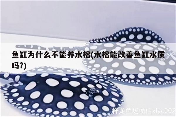 魚缸為什么不能養(yǎng)水榕(水榕能改善魚缸水質(zhì)嗎?)