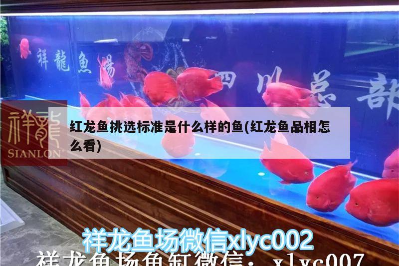 紅龍魚挑選標(biāo)準(zhǔn)是什么樣的魚(紅龍魚品相怎么看) 野彩魚