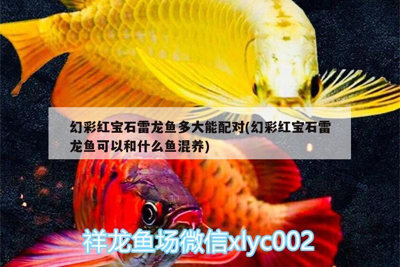 魚缸放什么樣的石頭：魚缸放什么樣的石頭比較好