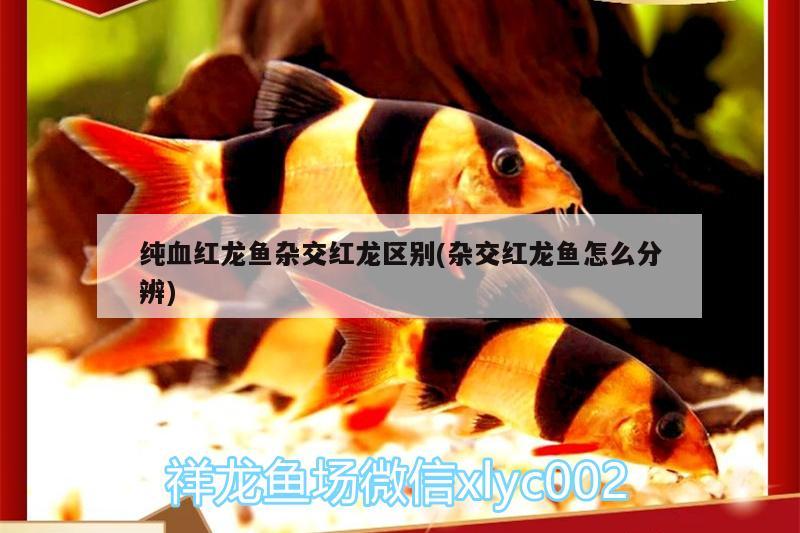 純血紅龍魚雜交紅龍區(qū)別(雜交紅龍魚怎么分辨)