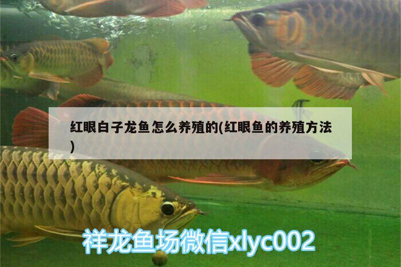 大魚缸怎樣換水（大型生態(tài)魚缸如何換水呢） 黑金魟魚 第1張