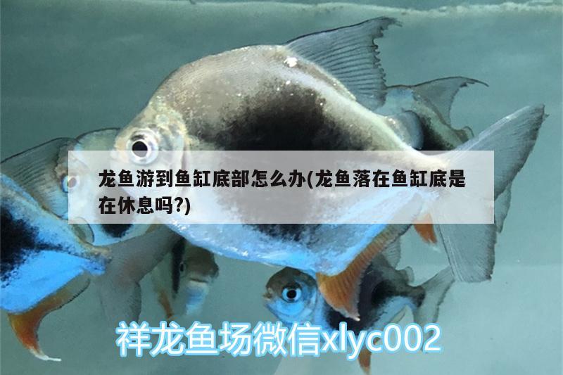 龍魚游到魚缸底部怎么辦(龍魚落在魚缸底是在休息嗎?)