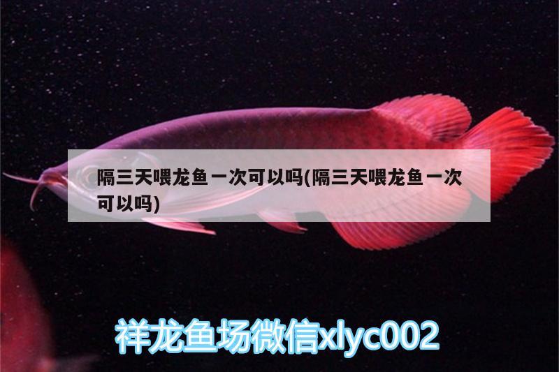 隔三天喂龍魚一次可以嗎(隔三天喂龍魚一次可以嗎)