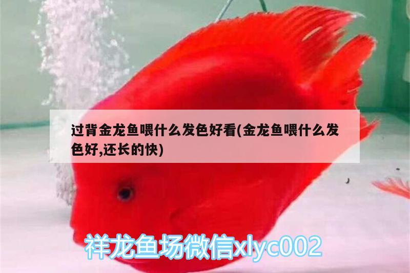 過背金龍魚喂什么發(fā)色好看(金龍魚喂什么發(fā)色好,還長的快) 金龍魚百科