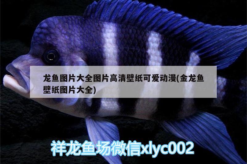 龍魚圖片大全圖片高清壁紙可愛動漫(金龍魚壁紙圖片大全) 黑帝王魟魚 第2張