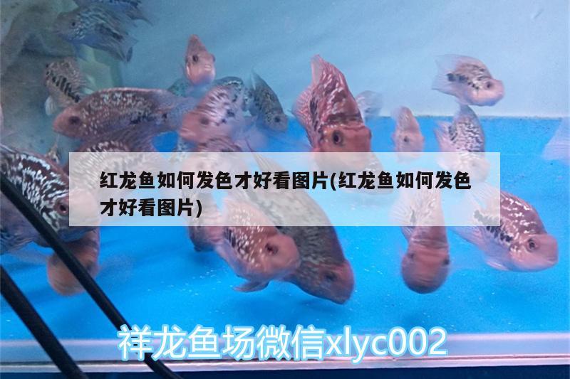 魚缸氧氣泵壞了魚會不會死（養(yǎng)魚氧氣泵壞了怎么辦） 充氧泵 第2張