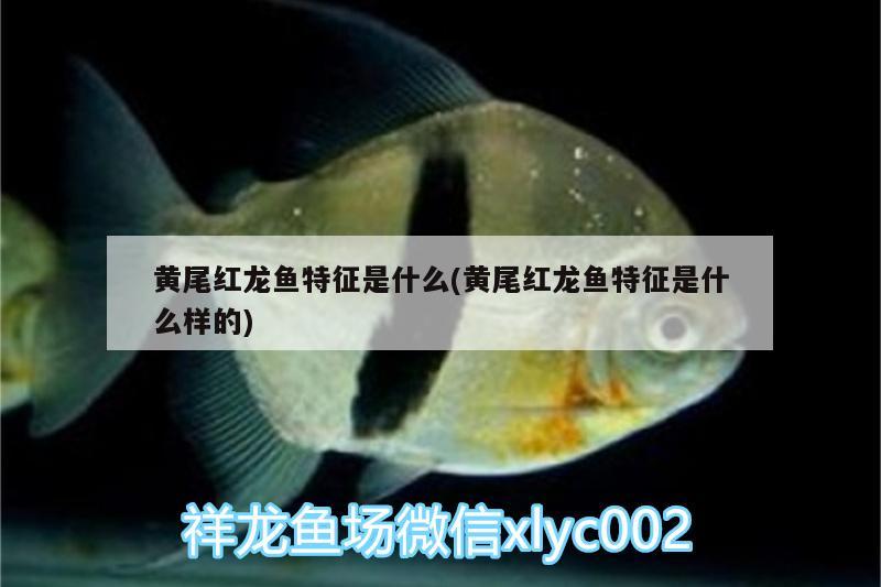 黃尾紅龍魚特征是什么(黃尾紅龍魚特征是什么樣的)