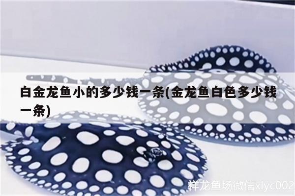 白金龍魚小的多少錢一條(金龍魚白色多少錢一條) 大日玉鯖魚