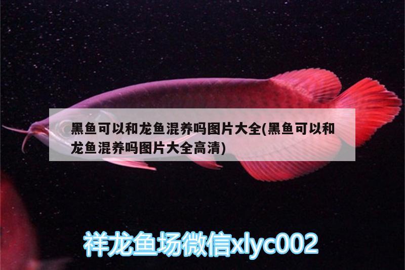 魚(yú)缸過(guò)濾缸漏水怎么辦（魚(yú)缸過(guò)濾缸漏水怎么辦視頻）