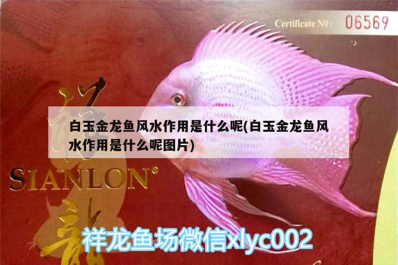 白玉金龍魚風水作用是什么呢(白玉金龍魚風水作用是什么呢圖片) 魚缸風水