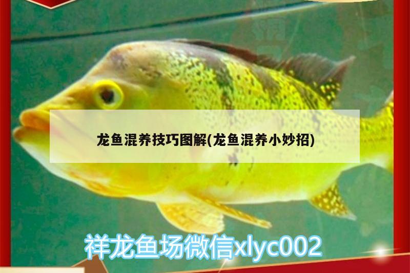 紅龍魚哪個品種比較好一點的魚(龍魚紅龍最好的品種是什么) 三間鼠魚苗