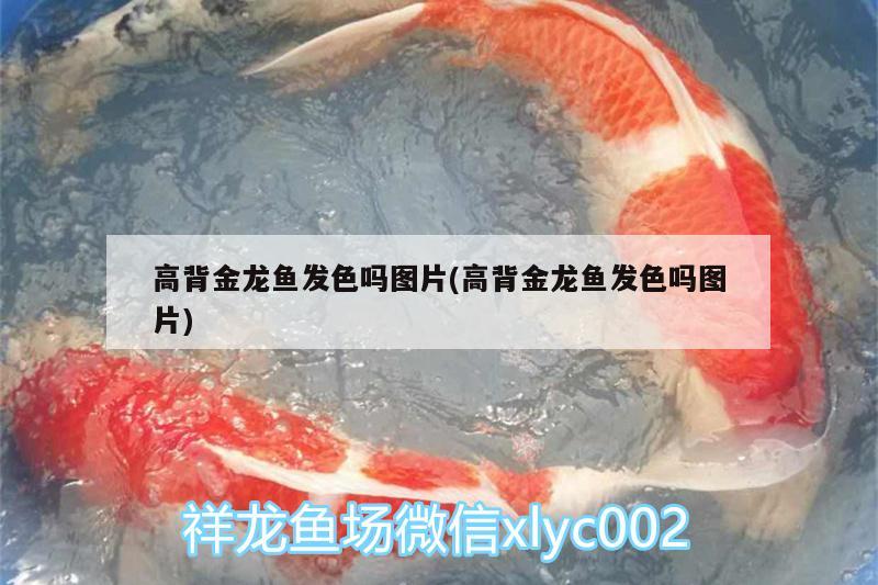 白玉紅龍魚長什么樣子圖片欣賞視頻(白玉紅龍魚長什么樣子圖片欣賞視頻大全)