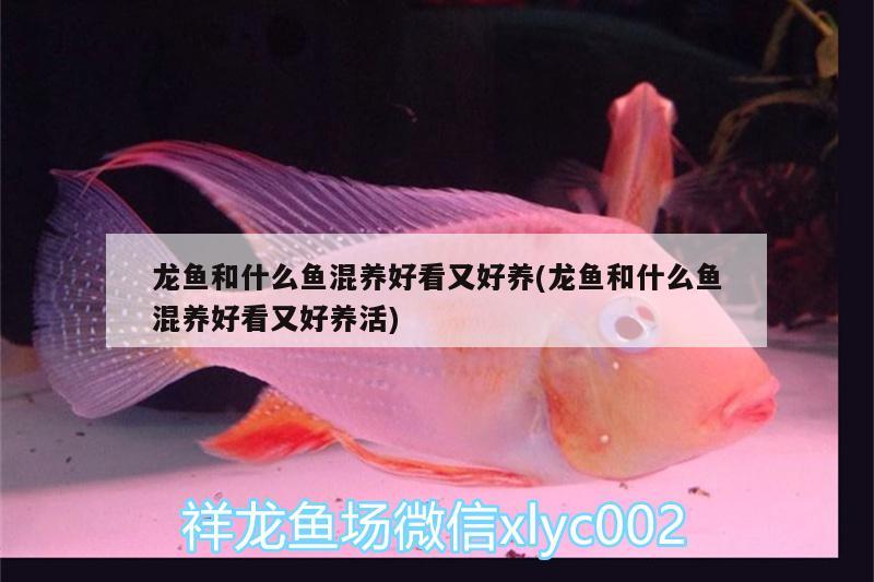 龍魚和什么魚混養(yǎng)好看又好養(yǎng)(龍魚和什么魚混養(yǎng)好看又好養(yǎng)活) 暹羅巨鯉