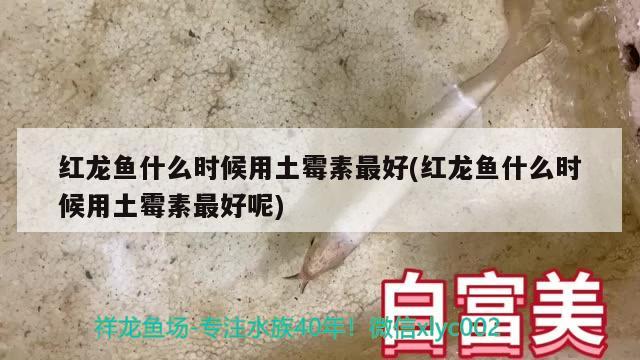 青龍紋身圖案的含義，小神龍紋身圖案及紋身圖案及含義各種紋身代表的含義 肺魚 第3張