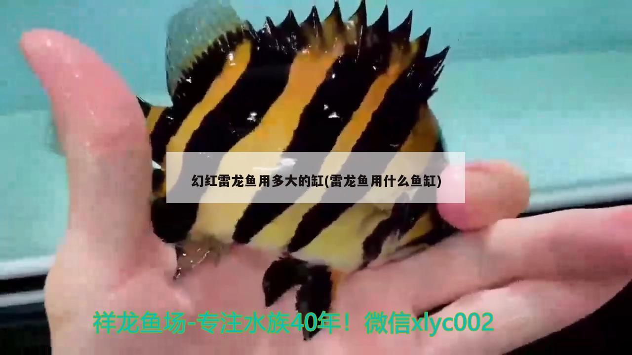 幻紅雷龍魚用多大的缸(雷龍魚用什么魚缸) 魚缸水泵