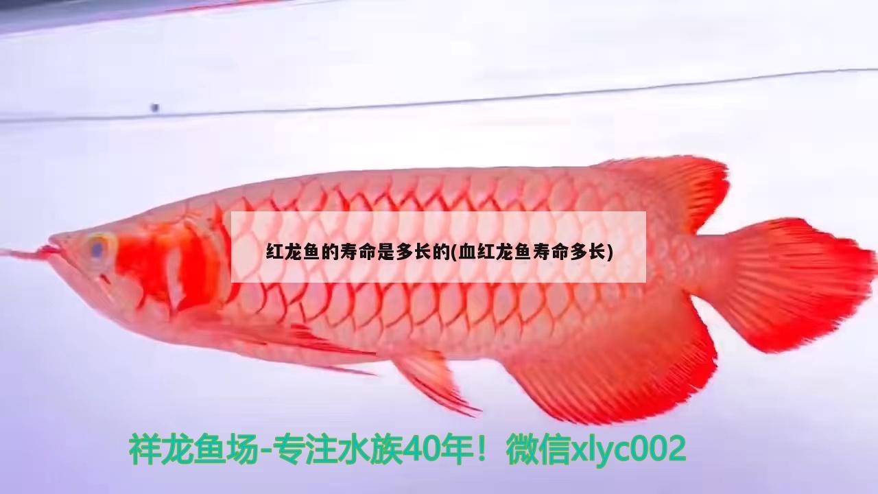 紅龍魚的壽命是多長的(血紅龍魚壽命多長) 國產(chǎn)元寶鳳凰魚