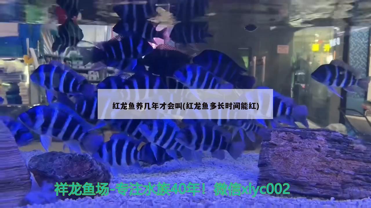 紅龍魚(yú)養(yǎng)幾年才會(huì)叫(紅龍魚(yú)多長(zhǎng)時(shí)間能紅) 元寶鳳凰魚(yú)專用魚(yú)糧