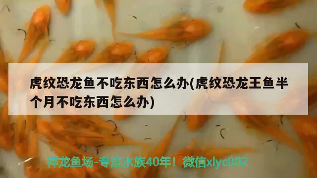 虎紋恐龍魚不吃東西怎么辦(虎紋恐龍王魚半個(gè)月不吃東西怎么辦)