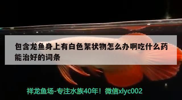 包含龍魚身上有白色絮狀物怎么辦啊吃什么藥能治好的詞條 細線銀版魚