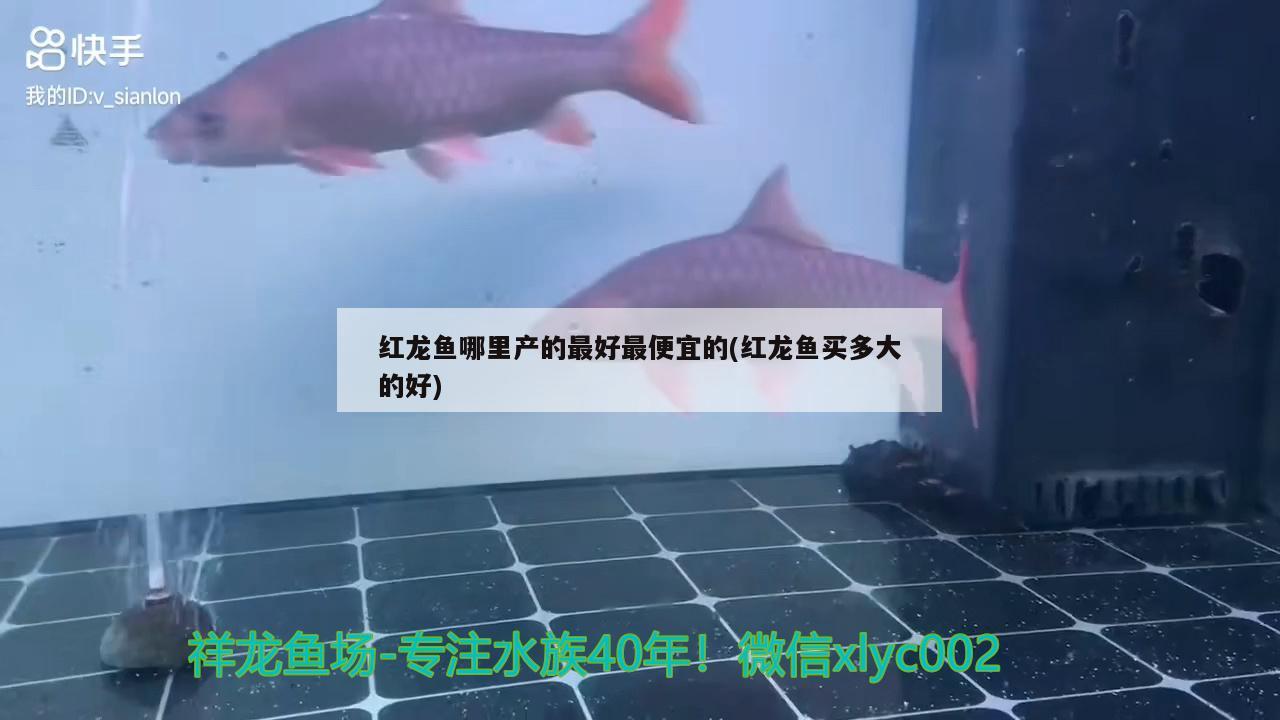 紅龍魚哪里產(chǎn)的最好最便宜的(紅龍魚買多大的好) 狗頭魚