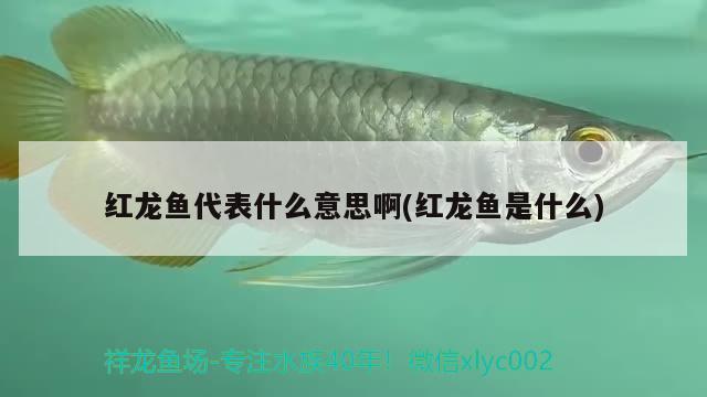 紅龍魚代表什么意思啊(紅龍魚是什么)