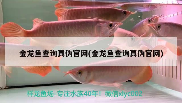 金龍魚查詢真?zhèn)喂倬W(wǎng)(金龍魚查詢真?zhèn)喂倬W(wǎng)) 白子銀龍苗（黃化銀龍苗）