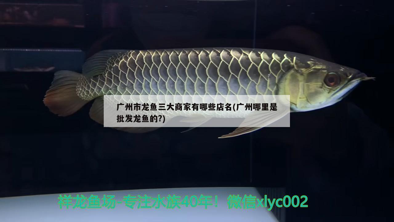 廣州市龍魚三大商家有哪些店名(廣州哪里是批發(fā)龍魚的?) 奈及利亞紅圓點狗頭