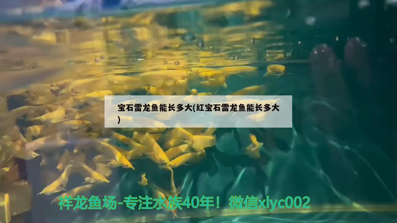 寶石雷龍魚能長(zhǎng)多大(紅寶石雷龍魚能長(zhǎng)多大) 紅白錦鯉魚