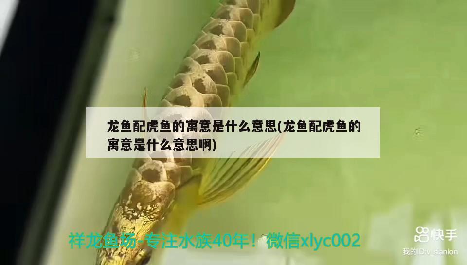 龍魚配虎魚的寓意是什么意思(龍魚配虎魚的寓意是什么意思啊)