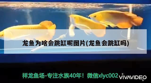 龍魚為啥會跳缸呢圖片(龍魚會跳缸嗎) 白條過背金龍魚