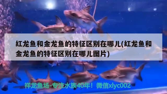 紅龍魚和金龍魚的特征區(qū)別在哪兒(紅龍魚和金龍魚的特征區(qū)別在哪兒圖片) 廣州水族器材濾材批發(fā)市場