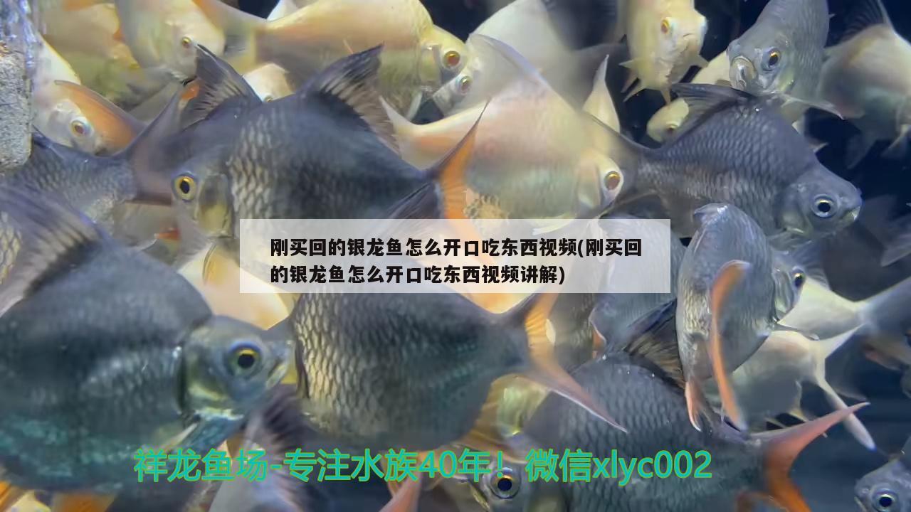 剛買回的銀龍魚怎么開口吃東西視頻(剛買回的銀龍魚怎么開口吃東西視頻講解)