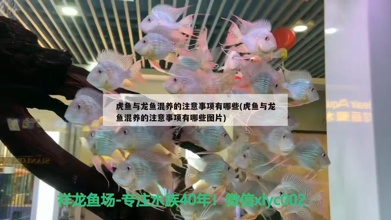 虎魚與龍魚混養(yǎng)的注意事項(xiàng)有哪些(虎魚與龍魚混養(yǎng)的注意事項(xiàng)有哪些圖片)