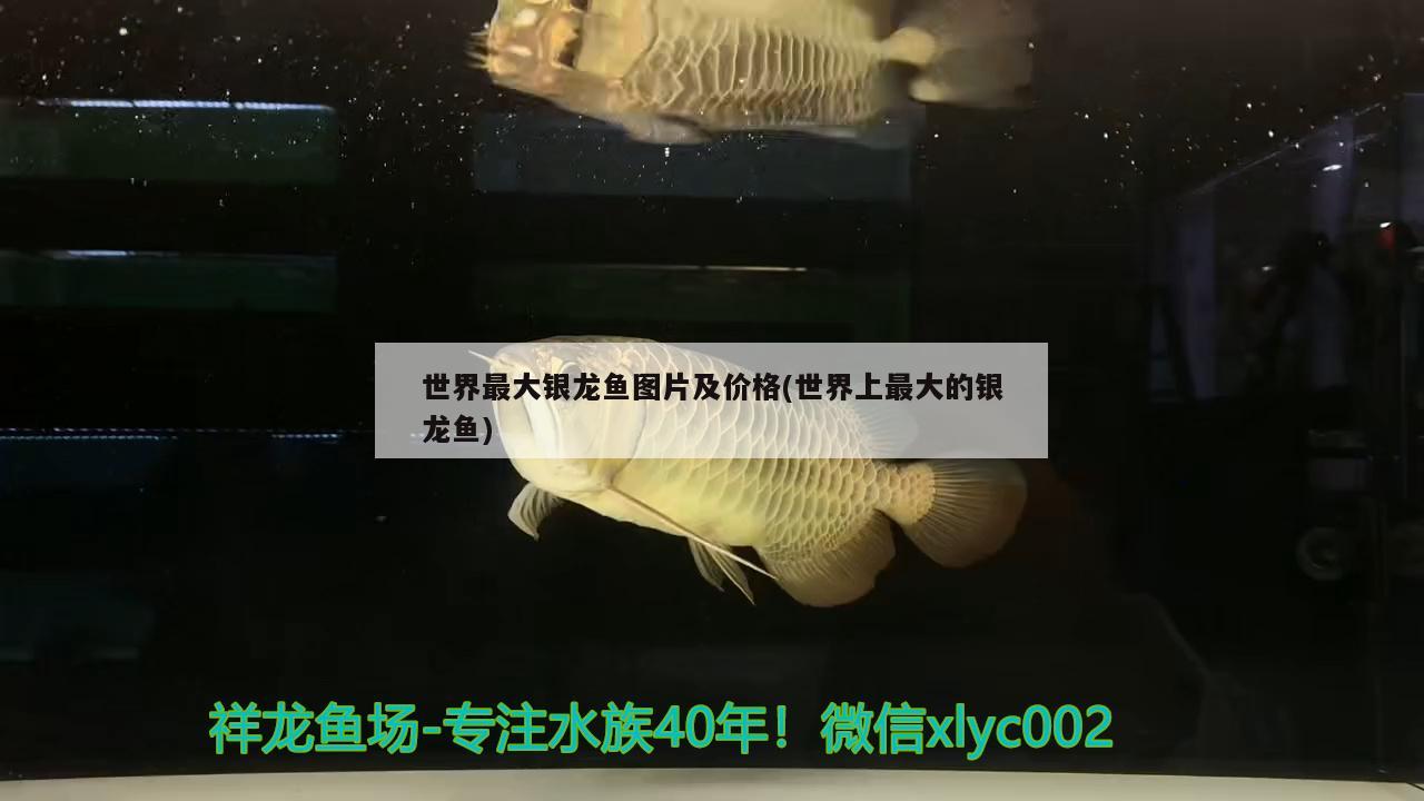 世界最大銀龍魚(yú)圖片及價(jià)格(世界上最大的銀龍魚(yú)) 銀龍魚(yú)