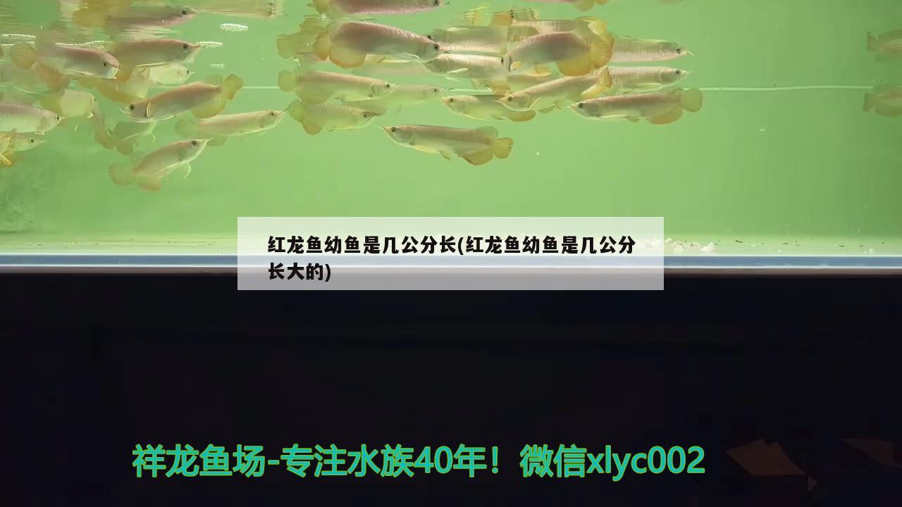 紅龍魚幼魚是幾公分長(紅龍魚幼魚是幾公分長大的)